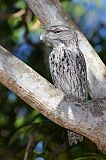 Tawny Frogmouth